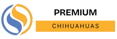 premium-chihuahuas.com